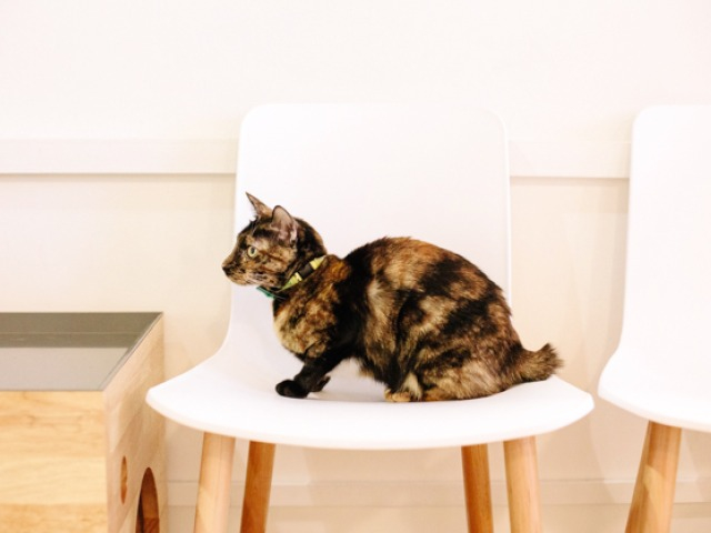 Neko No Niwa