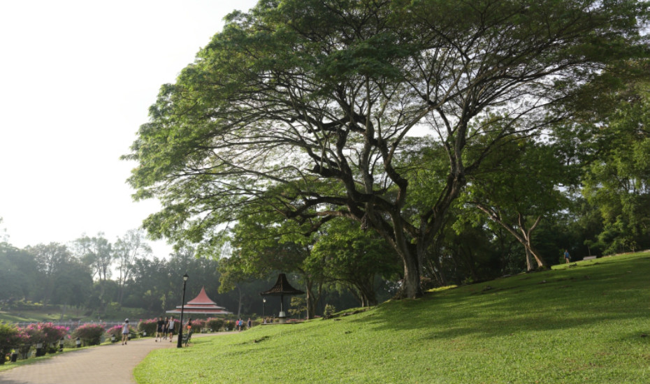 Macritchie Resevoir. Photo by NParks