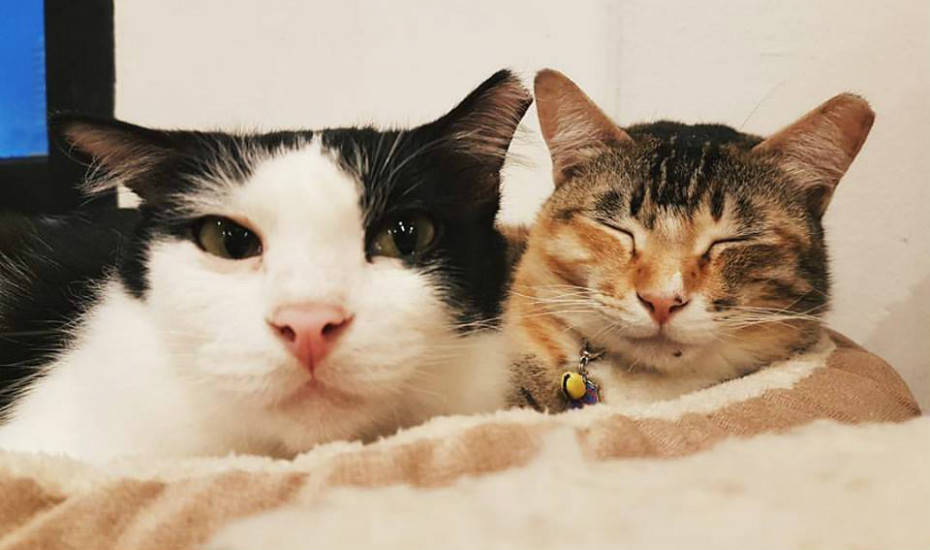 The cat cafe