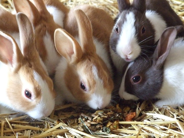 Hungry little bunnies (Credit: Jennie Rainsford)