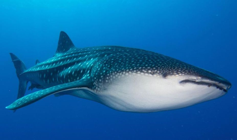 Whale.shark