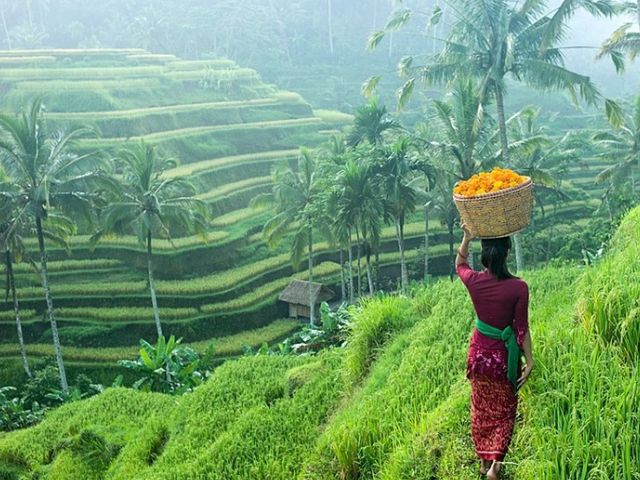 Bali island guide: Ubud