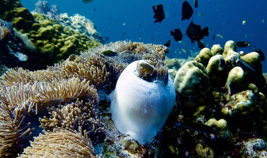 Scuba diving in Phuket 