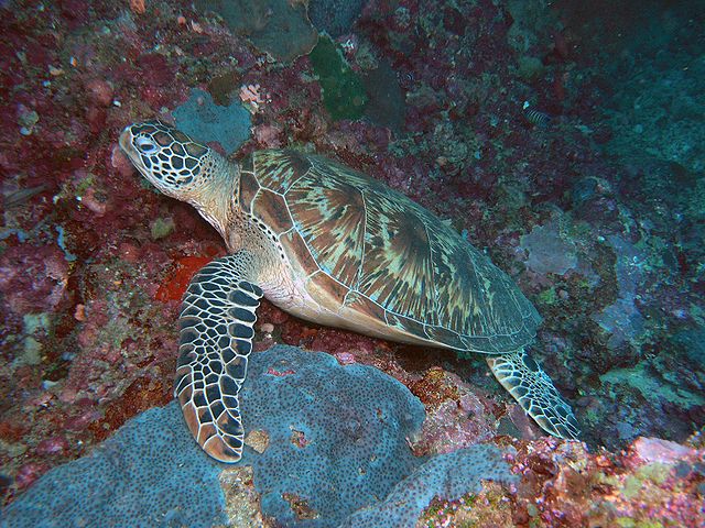 Hawksbill Turtle_Sipadan