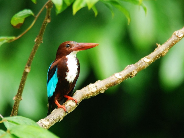Nature reserves in Singapore: Where to fully experience the city’s greenery and wildlife