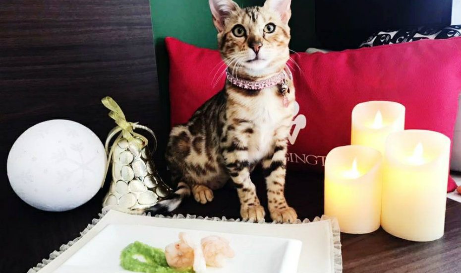 Pet-friendly hotels for the ultimate staycation with your cats and dogs
