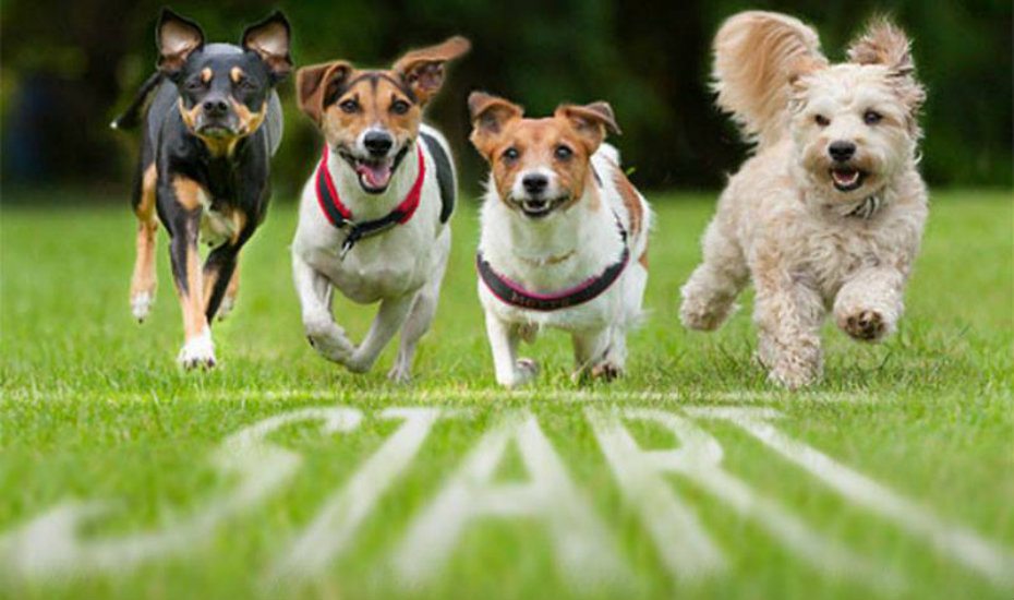 Pet-friendly hotels for the ultimate staycation with your cats and dogs