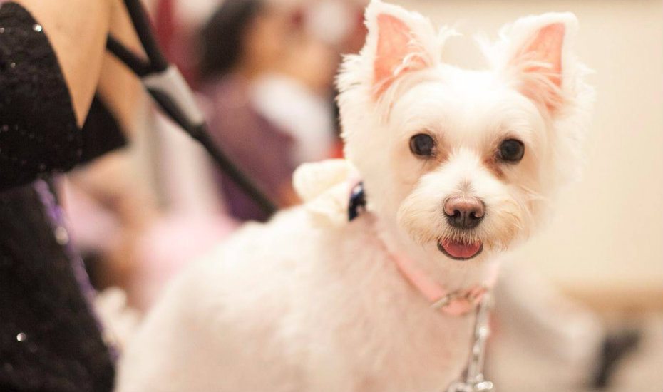 Pet-friendly hotels for the ultimate staycation with your cats and dogs