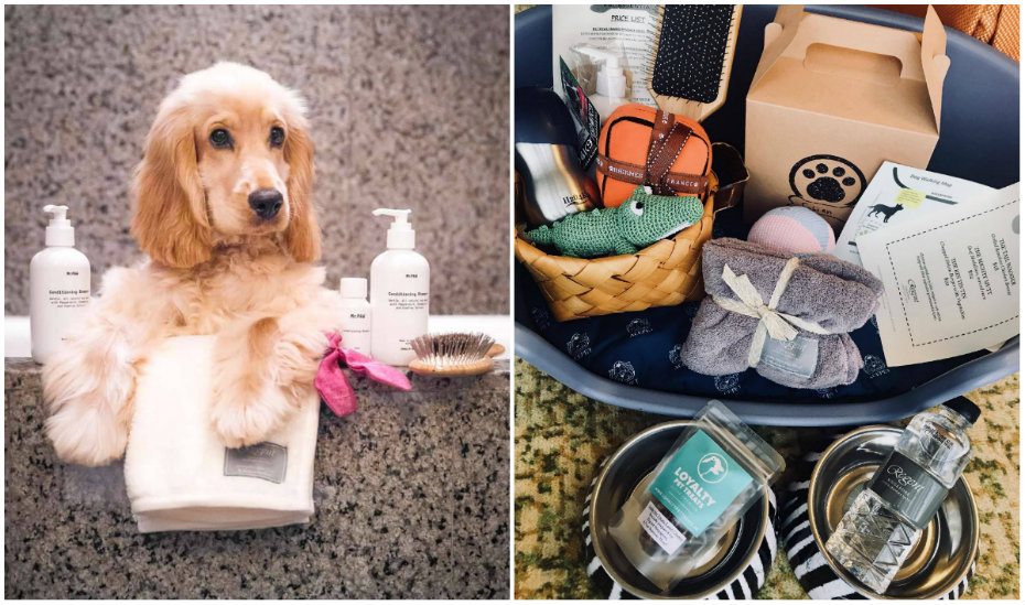 Pet-friendly hotels for the ultimate staycation with your cats and dogs