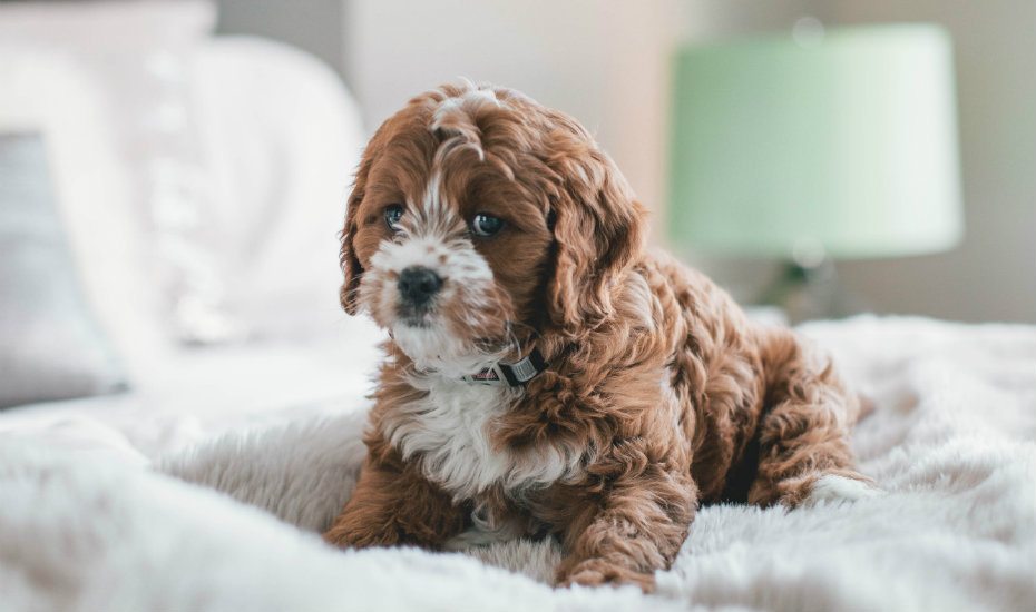 Pet-friendly hotels in Singapore: because nobody puts fur baby in a corner