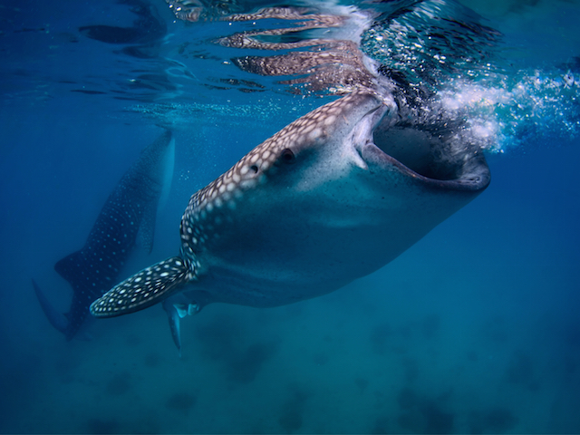 Underwater shoot of a gigantic whale sharks ( Rhincodon typus) feeding near surface