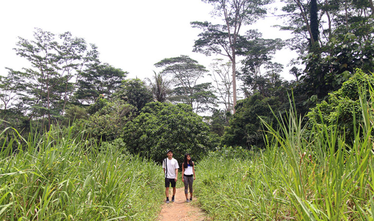 Hikes in Singapore: Chestnut Nature Park’s best hiking trails for trekking