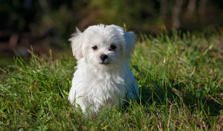 There’s a huge Pet Expo happening next month promising a paw-some day out with your fur-kids