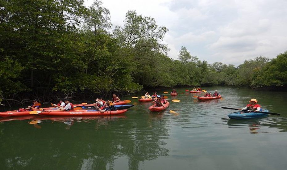 Experience kayaking through rivers and mangroves at Pesta Ubin