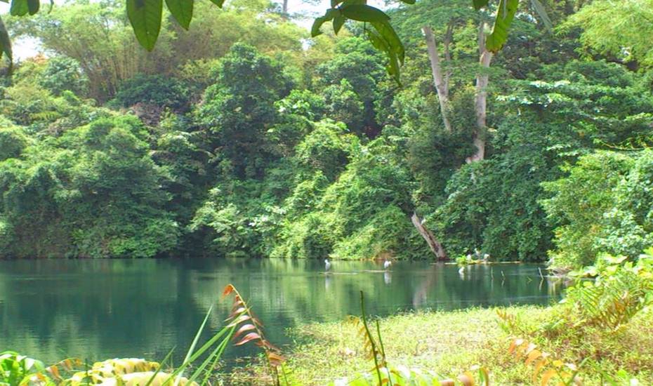 Enjoy sights of lush vegetation here at Pulau Ubin