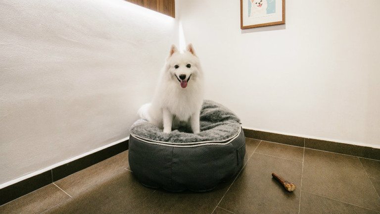 Pet hotels with daycare services and boarding spaces for cats and dogs