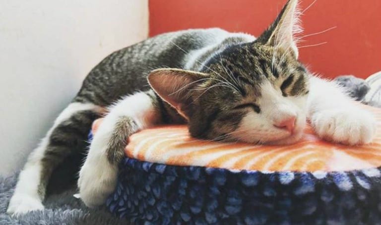 Animal charities: Where to volunteer to help animals in Singapore