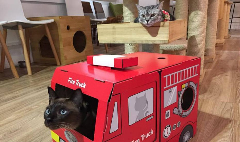 Cat cafés in Singapore: Purr-fect spots for coffee and cool cats