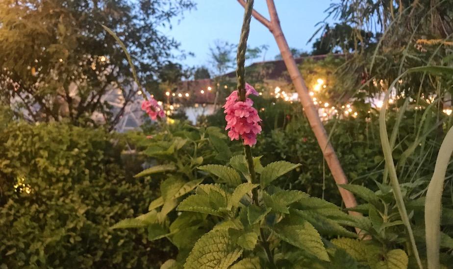 Snake pea grows in The Summerhouse's edible garden, amongst lemongrass, wild strawberry and aubergine.