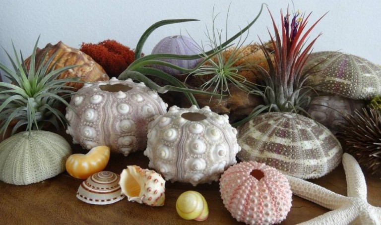 Everyone’s into air plants: gardening for people who usually kill plants