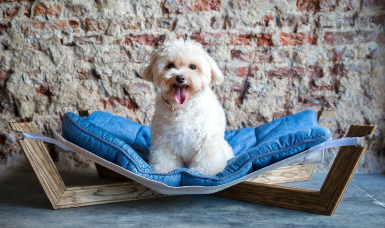 The coolest pet beds in Singapore for cats and dogs to snooze in