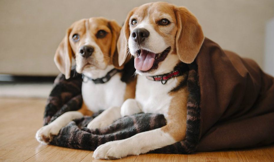The coolest pet beds in Singapore for cats and dogs to snooze in