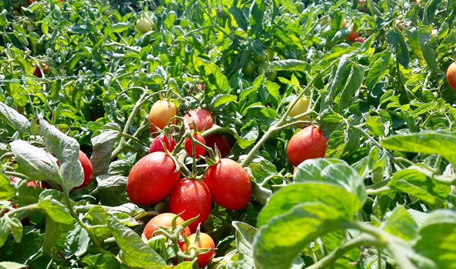 Alce Nero | Organic products in Singapore | Tomatoes from Italy