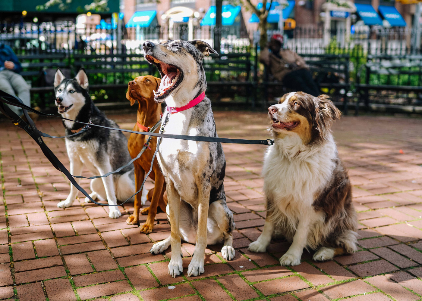 Dog-friendly cafés and restaurants in Singapore for you and your pup