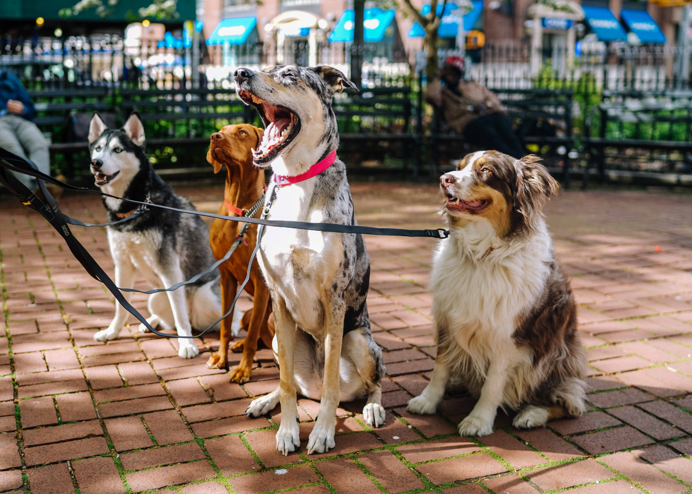 dog-friendly cafes in Singapore