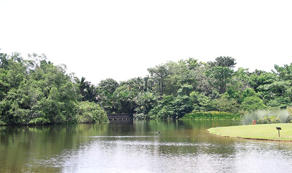 Singapore Botanic Gardens guide: Eco Lake
