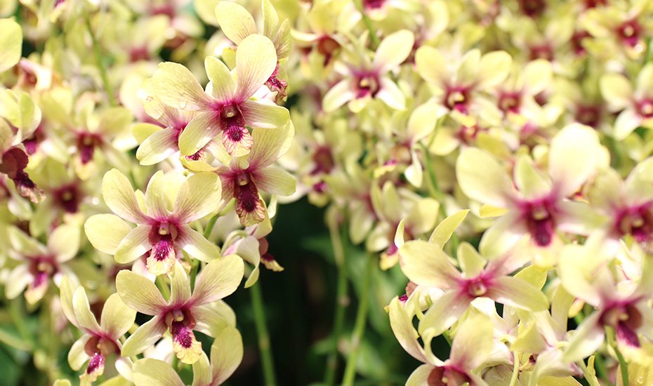 SIngapore Botanic Gardens: orchids at Orchid Garden