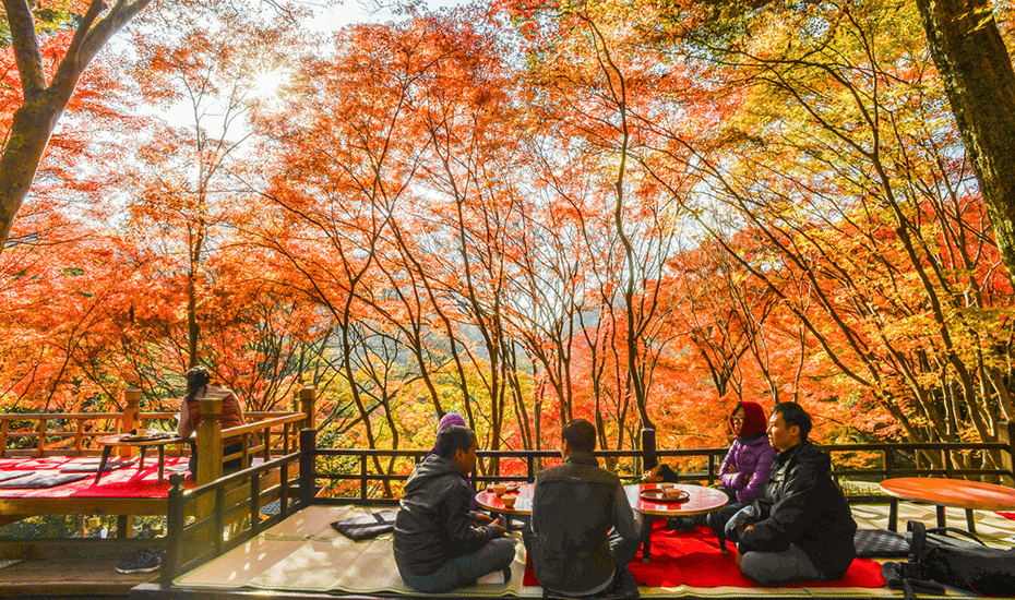 takao shutterstock honeycombers singapore