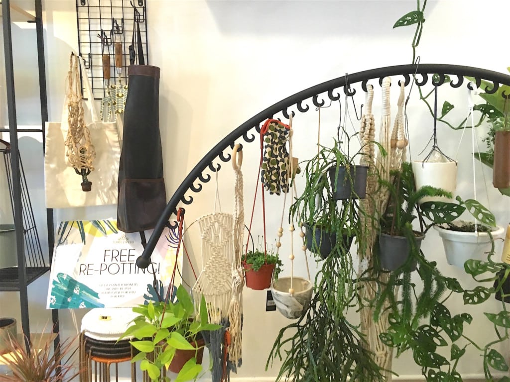 Where to buy houseplants: tumbleweed