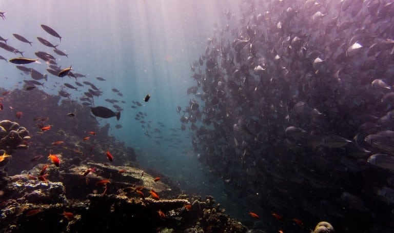 Best scuba diving sites in Southeast Asia: must-see coral reefs and wrecks