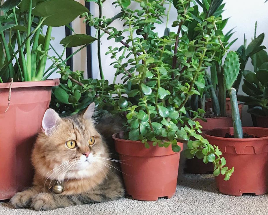 Where to buy houseplants: Tumbleweed