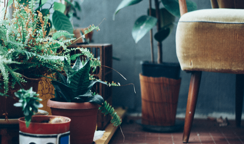 Indoor Plants | House plants | Botanical Home Decor