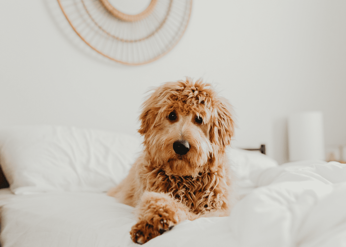 Pet-friendly hotels in Singapore: Because nobody puts fur baby in a corner