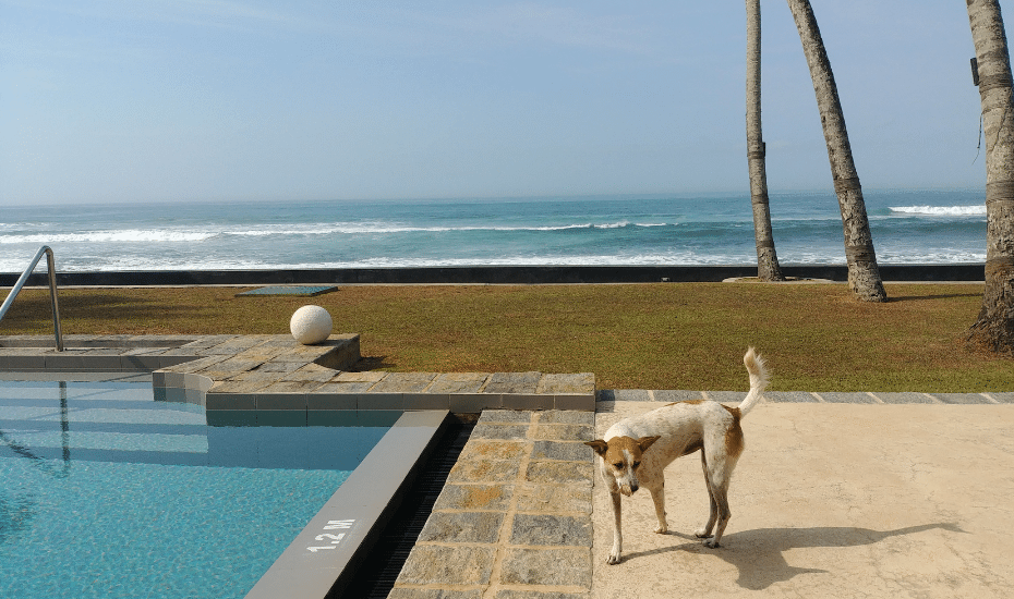 Sri Lanka villas | villas in Sri Lanka | Holiday Sri Lanka | Singapore to Sri Lanka | Why House boutique hotel | Tanamera Estate private villa