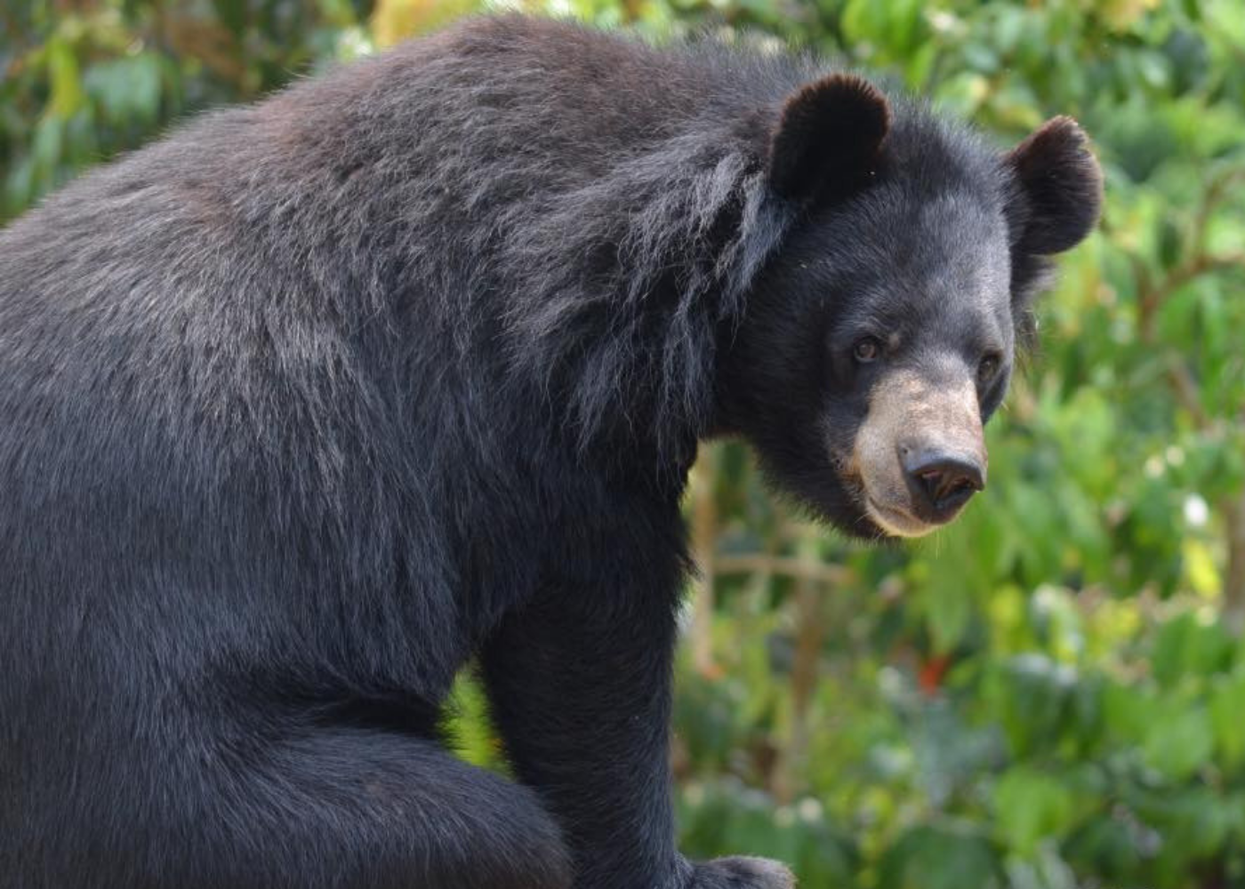 Tat Kuang Si Bear Rescue Centre | Travel guide to Luang Prabang, Laos
