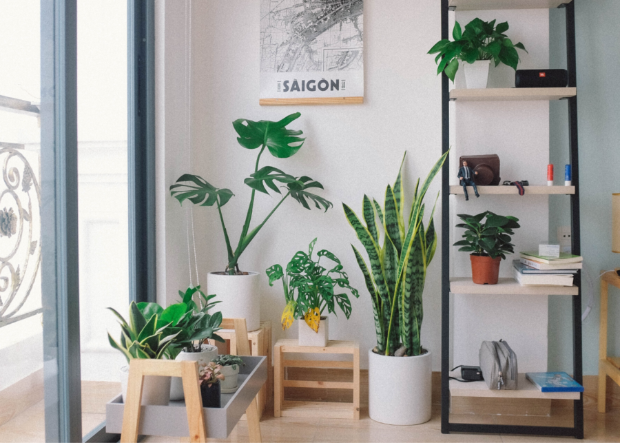 Plant stores and nurseries in Singapore to spruce up your lush indoor garden
