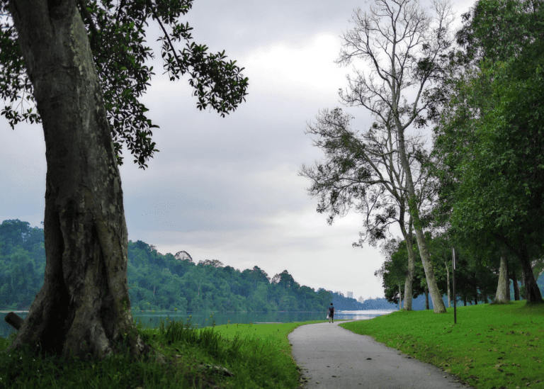Yes, you can go hiking in Singapore: Nature trails to trek from Southern Ridges to Macritchie Reservoir