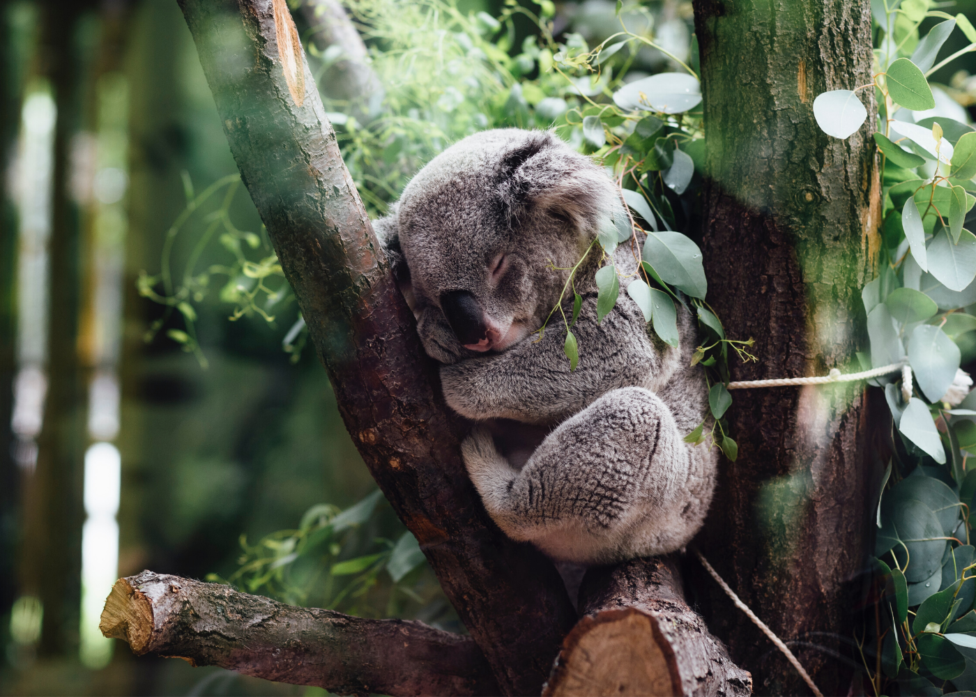 koala on a tree