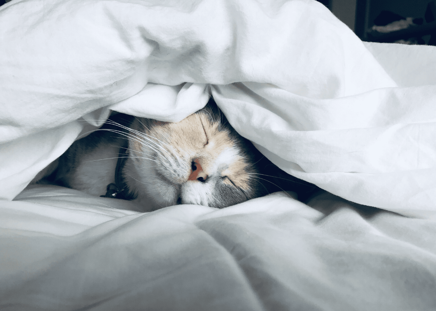 cat sleeping on bed | get enough sleep to boost your immunity