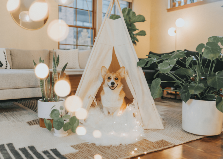 corgi in indoor tent with fairy lights