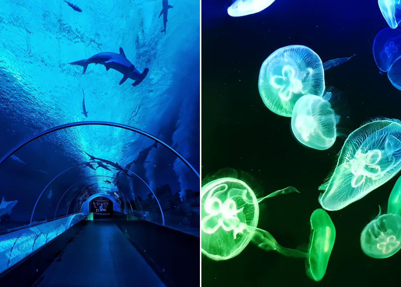 S.E.A Aquarium | Engagement spots Singapore