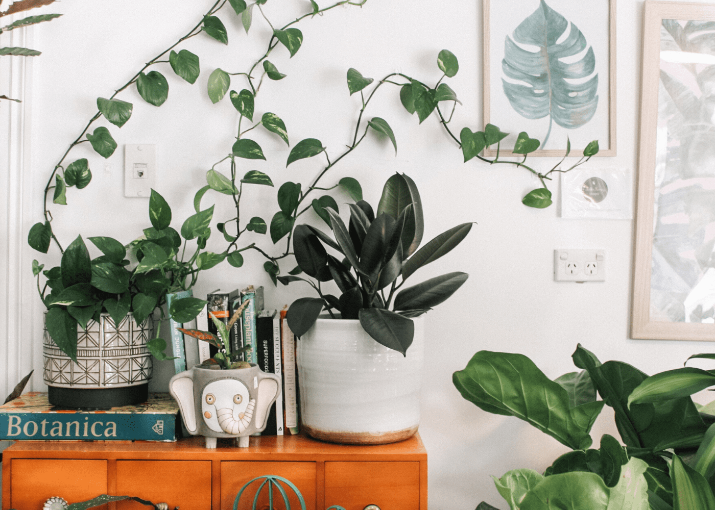 Bring the outdoors in with plants | redecorate your home