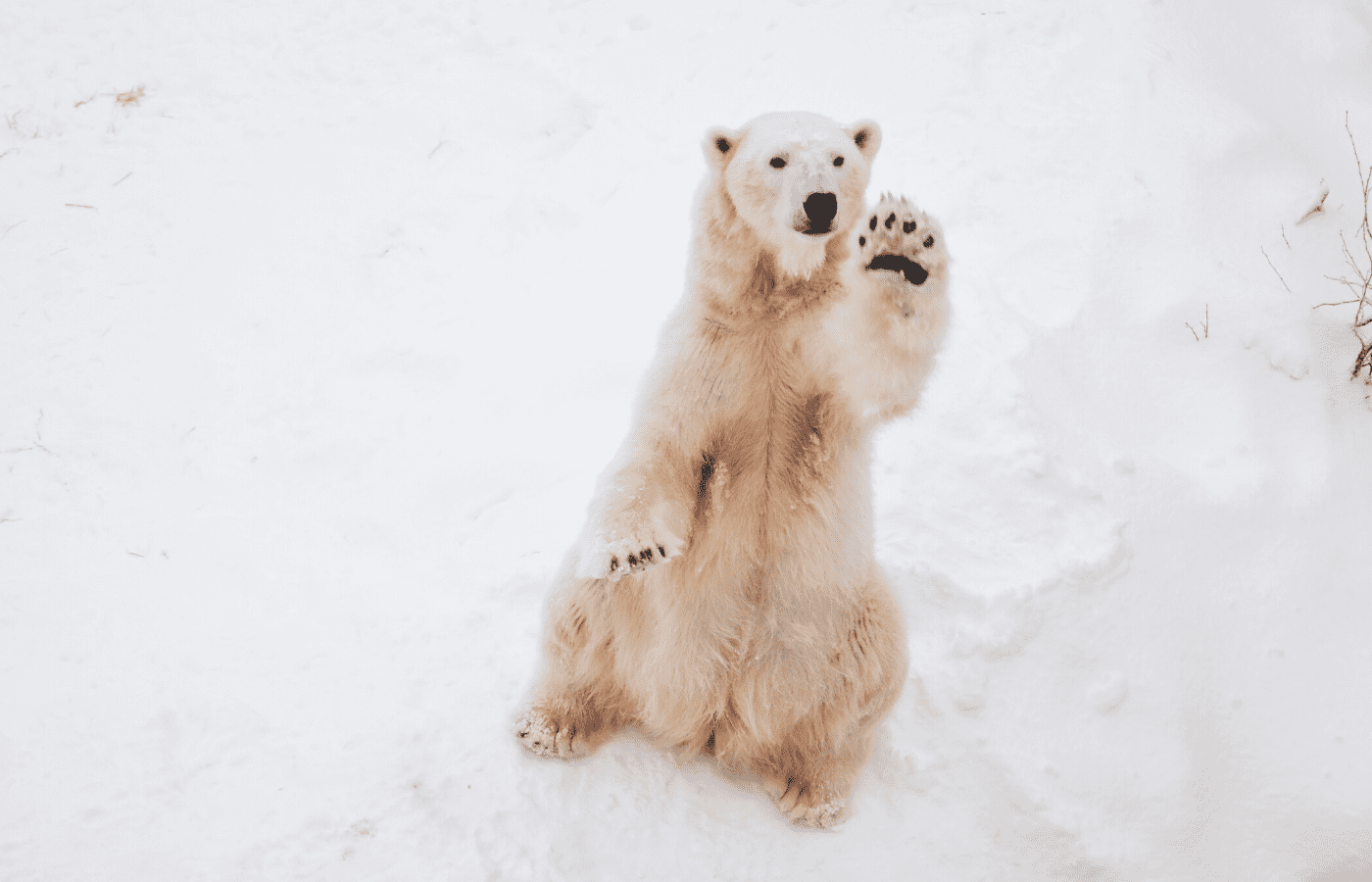 Adorable animal livestreams to watch for your daily dose of happiness