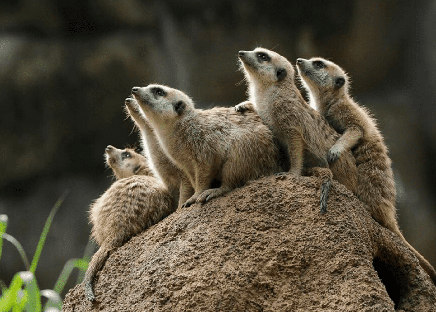 Things to do in July 2020: Visit the zoo