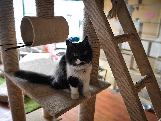 Smitten Kittens: Jakarta’s Cat Cafes | Honeycombers Jakarta