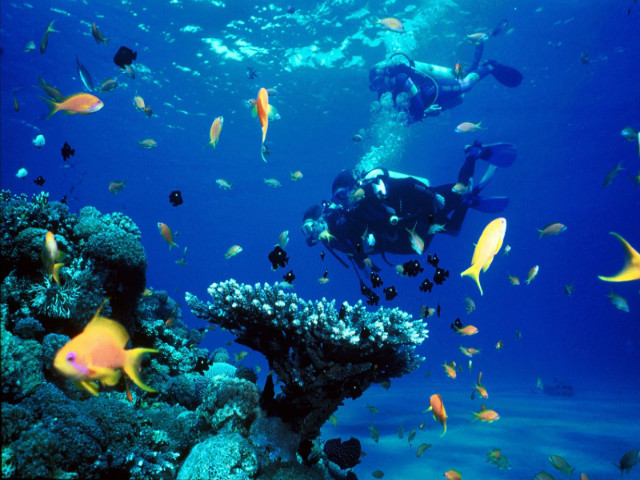 With the humidity at an all time high in January, cool off in the sea with scuba diving!